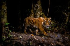 Tierfotografie: Die besten Bilder des Jahres Tierfotografie: Die besten Bilder des Jahres