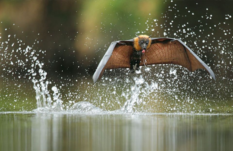 Tierfotografie: Die besten Bilder des Jahres Tierfotografie: Die besten Bilder des Jahres