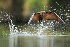 Tierfotografie: Die besten Bilder des Jahres Tierfotografie: Die besten Bilder des Jahres