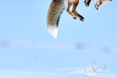 Tierfotografie: Die besten Bilder des Jahres Tierfotografie: Die besten Bilder des Jahres