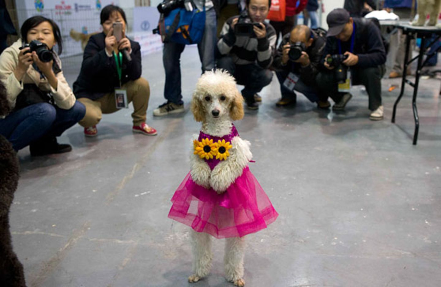 Verkleideter Hund in China: Ist das tierisches Glück?