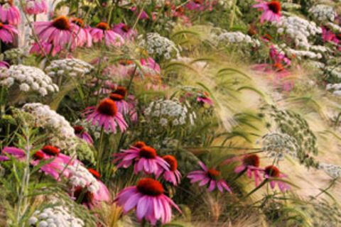 Die Naturfotos des Jahres: Von Blumen und Bienen