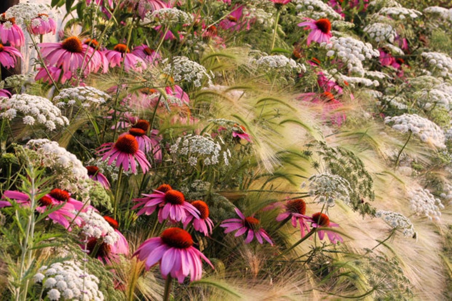 Die Naturfotos des Jahres: Von Blumen und Bienen