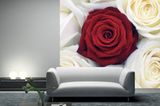 Rote oder weiße Rosen? Beides! Über Bilder-Welten, um 130 Euro. Größe: ca. 270 x 288 cm.