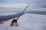 2. Preis in der Kategorie: Nature Stories Jagd auf einen Narwal im arktischen Eis. Seit Jahrhunderten werden die Tiere wegen ihrer Stoßzähne aus Elfenbein gejagt und stehen kurz vor der Ausrottung