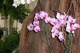Orchideen gedeihen in dem feuchtheißen Klima Floridas prächtig – hier an einem Baum des Fairmont Turnberry Isle Hotels.