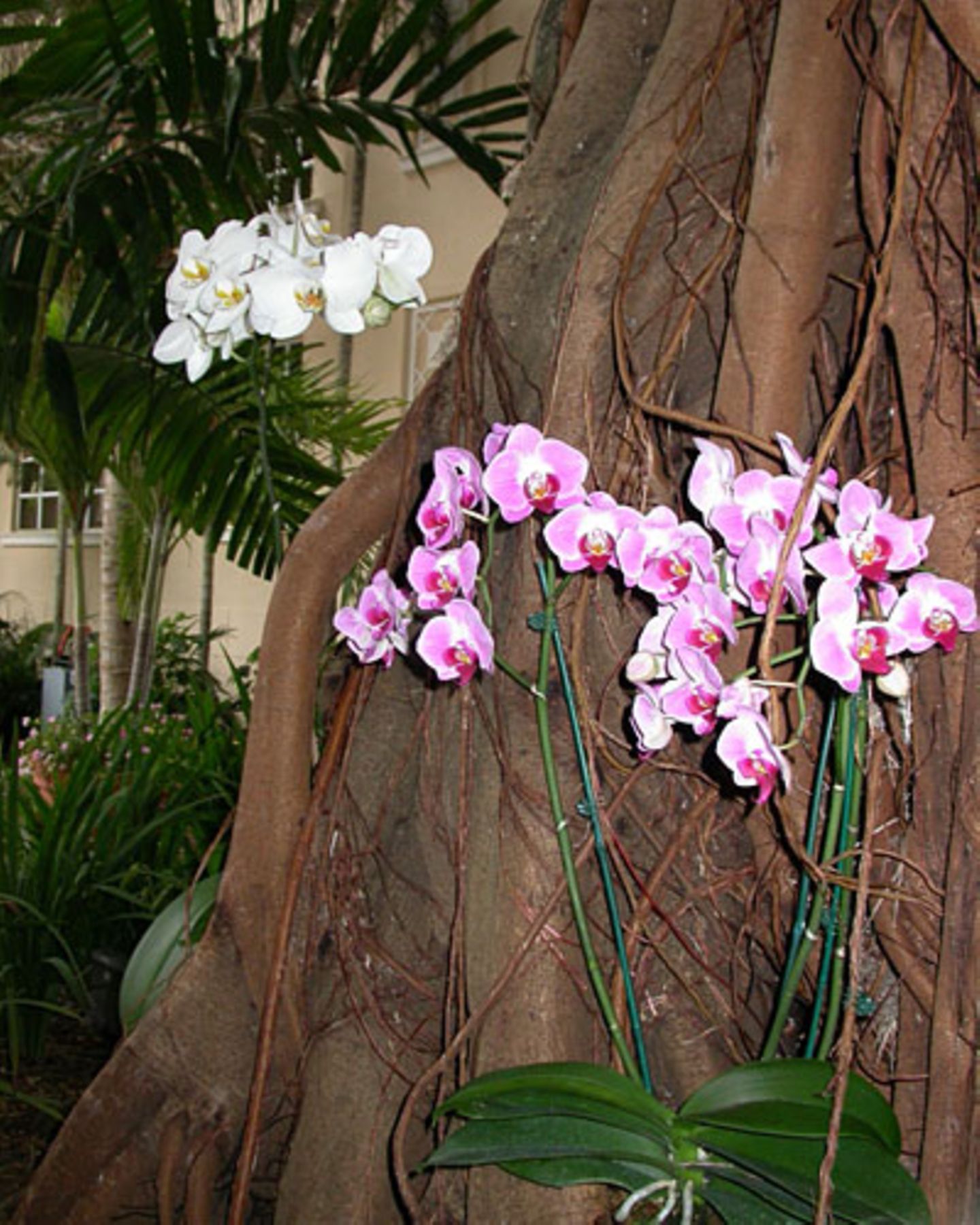 Orchideen gedeihen in dem feuchtheißen Klima Floridas prächtig – hier an einem Baum des Fairmont Turnberry Isle Hotels.