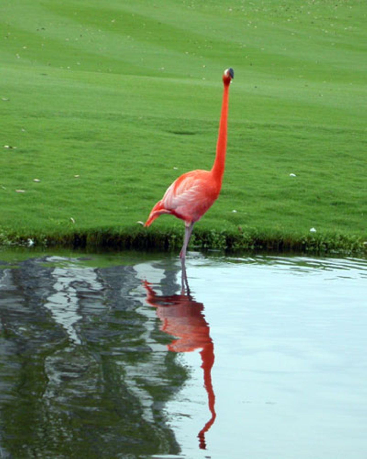 ... und sieht manchmal Flamingos, die über den Golfplatz staksen.