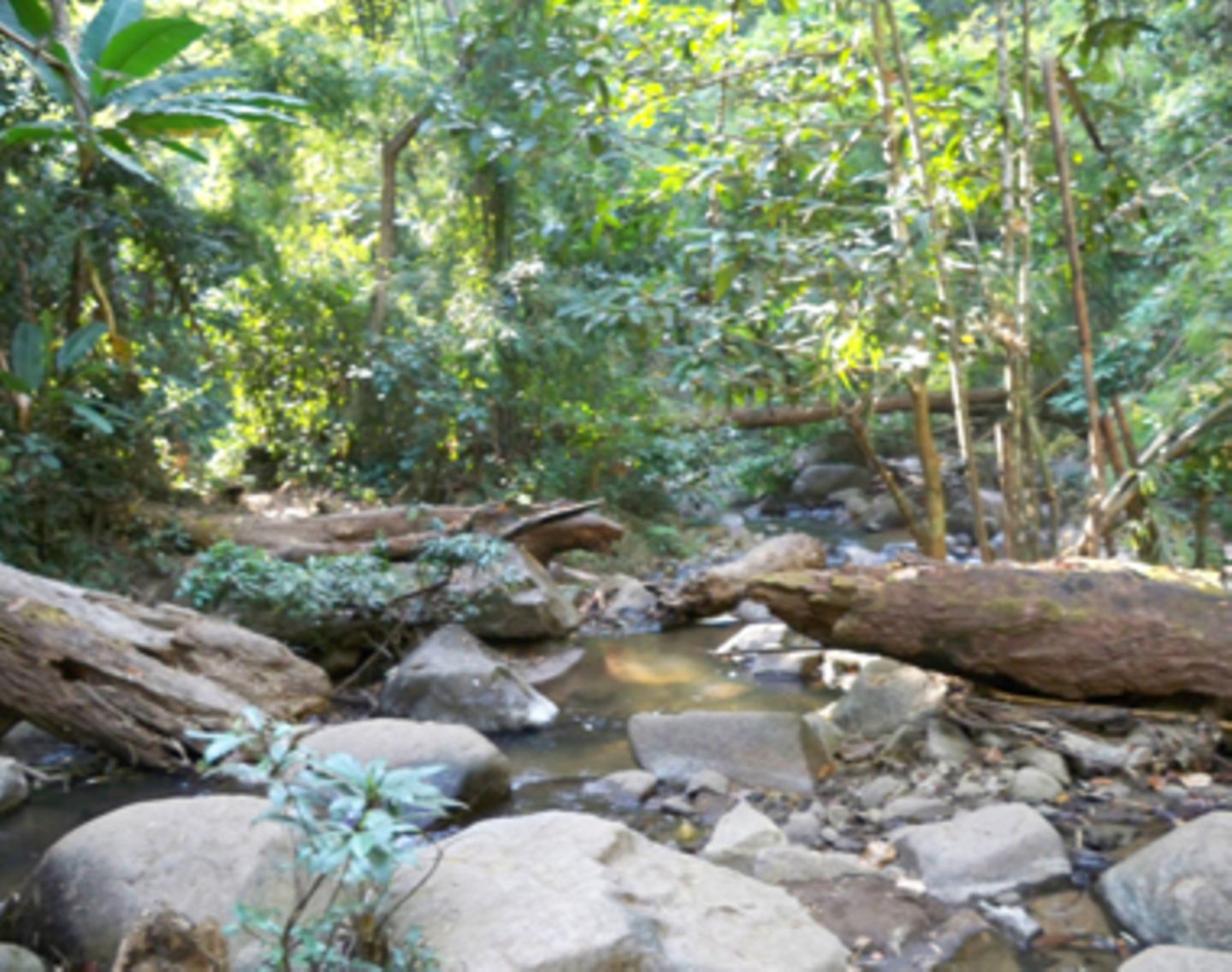 Eine Dschungellichtung im Nordwesten Thailands nahe des kleinen Ortes Pai.