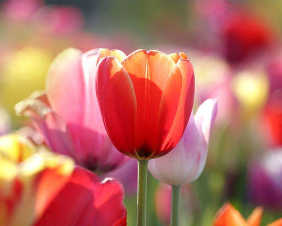Die Bedeutung der Blumen: Tulpe