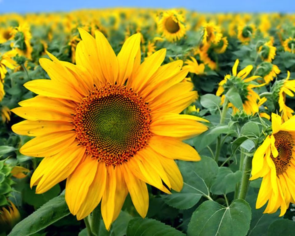 Die Bedeutung der Blumen: Sonnenblume