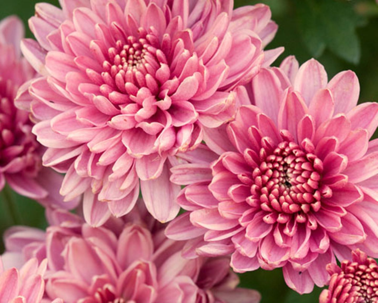 Die Bedeutung der Blumen: Chrysantheme