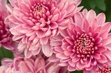 Die Bedeutung der Blumen: Chrysantheme