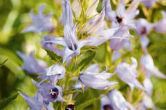 Download Bekannte blumenarten Desktop Wallpaper Free