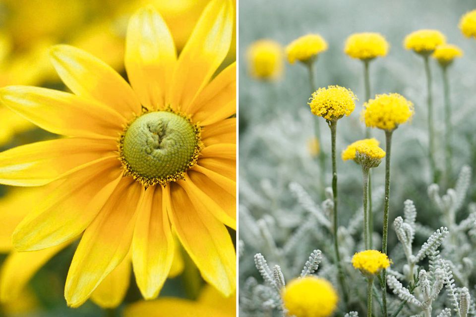 Gelbe Blumen und Pflanzen