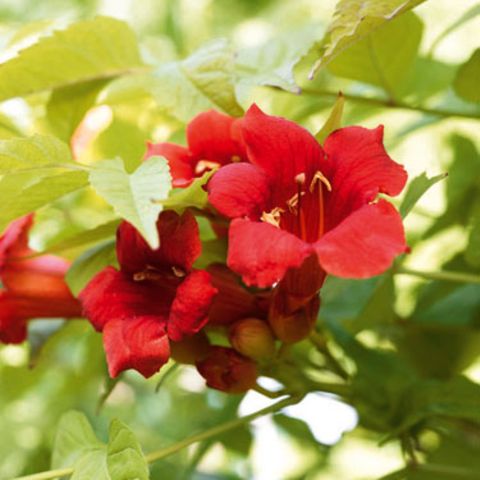Trompetenblume