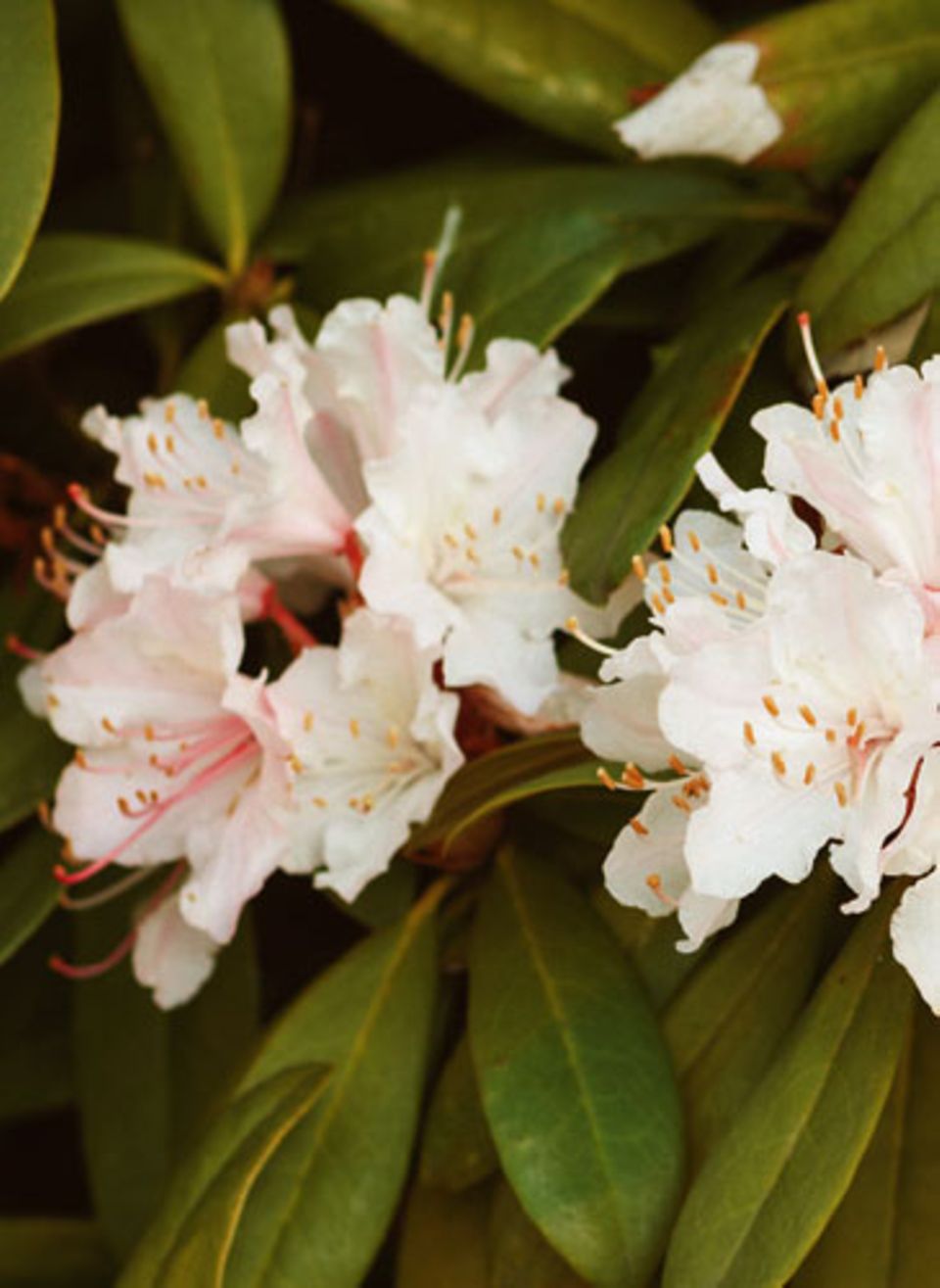 Rhododendron/Alpenrose