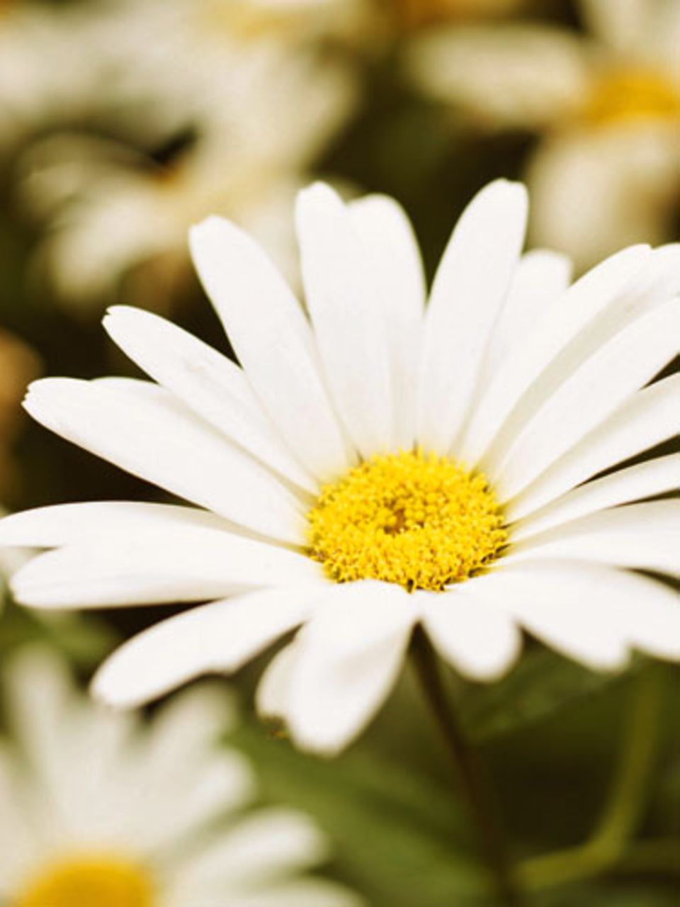 Für Balkon und Garten Weiße Blumen und Pflanzen BRIGITTE.de