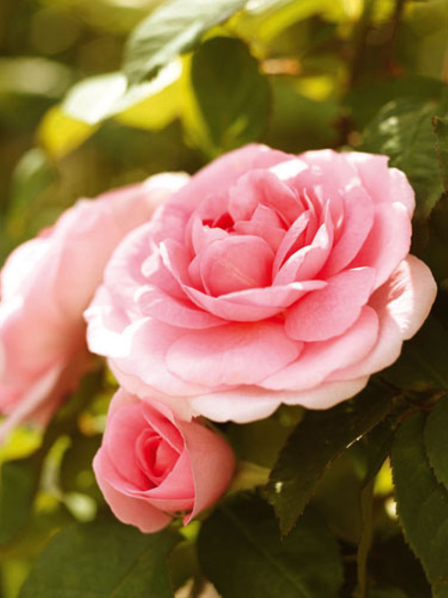 Fur Balkon Und Garten Rosa Blumen Und Pflanzen Brigitte De