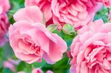 Eau de Toilette, "Rose Garden" von Lavera, 30 ml, ca. 16 Euro