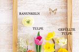 Tulpe, Ranunkel, Narzisse und Felsenbirne