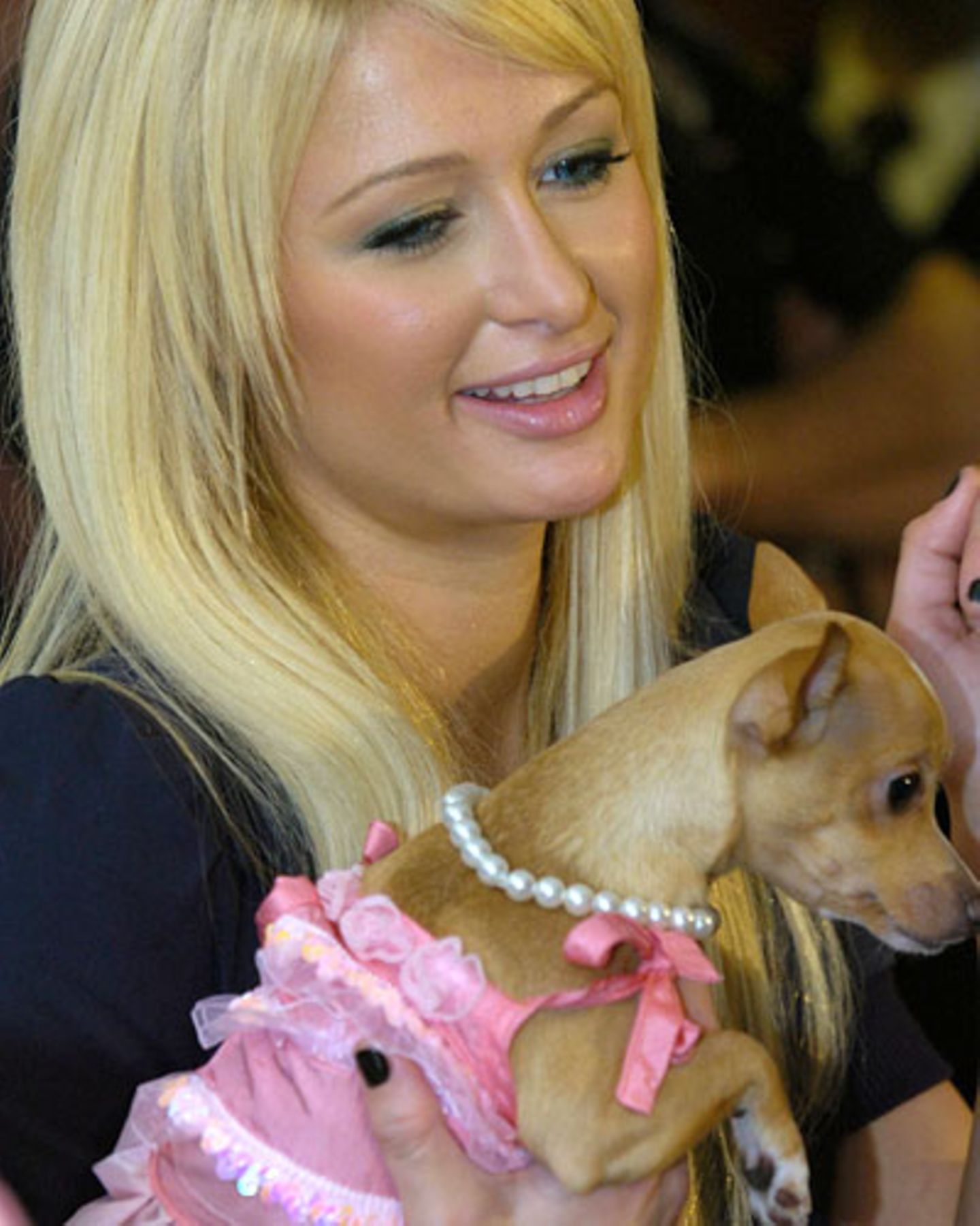 Haustiere: Paris Hilton mit Chihuahua