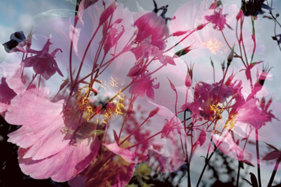 Das Künstler-Duo Peter Fischli und David Weiss legt zwei Fotos übereinander und erzeugt so zartes Frühlingsflair. Fischli Weiss: Ohne Titel (Blume 1/54) 1997/98.