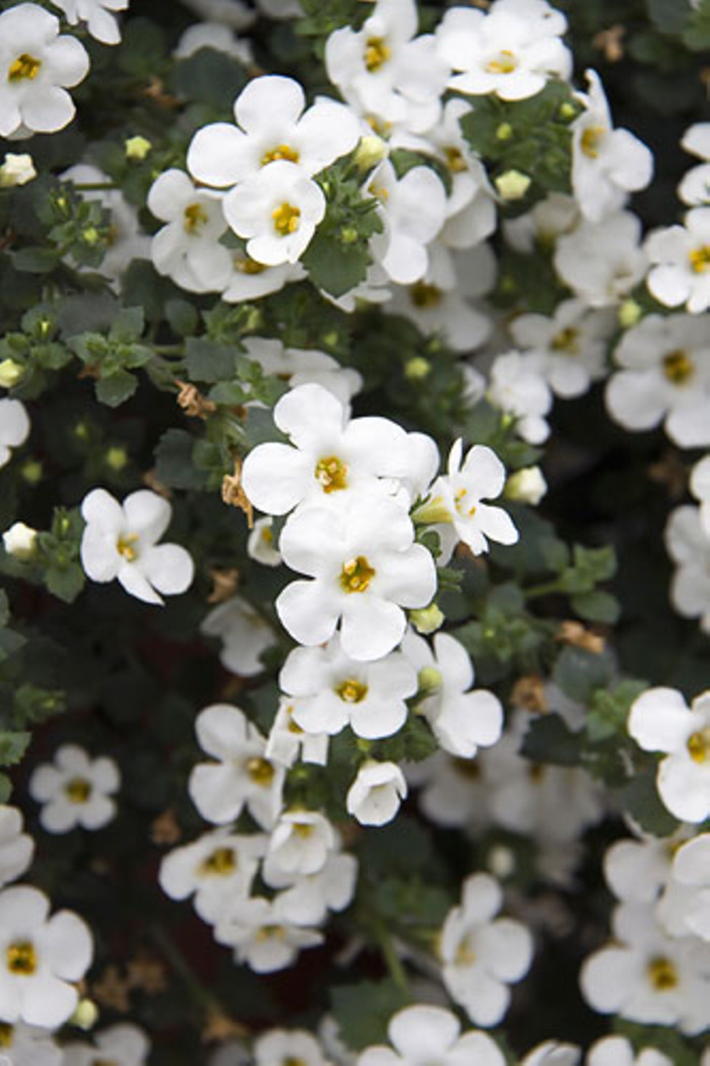 Schneeflockenblume
