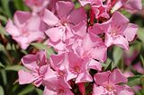 Oleander