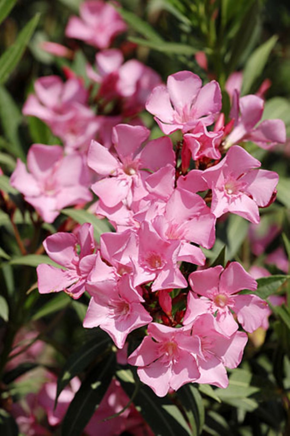 Top 20 der Balkonblumen für Sonne und Schatten BRIGITTE.de