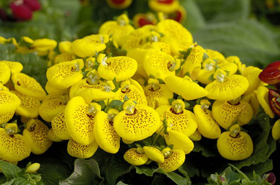 Die Top 20 der Balkonblumen für Sonne und Schatten BRIGITTE.de