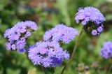 Leberbalsam