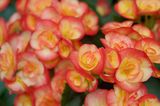 Begonien