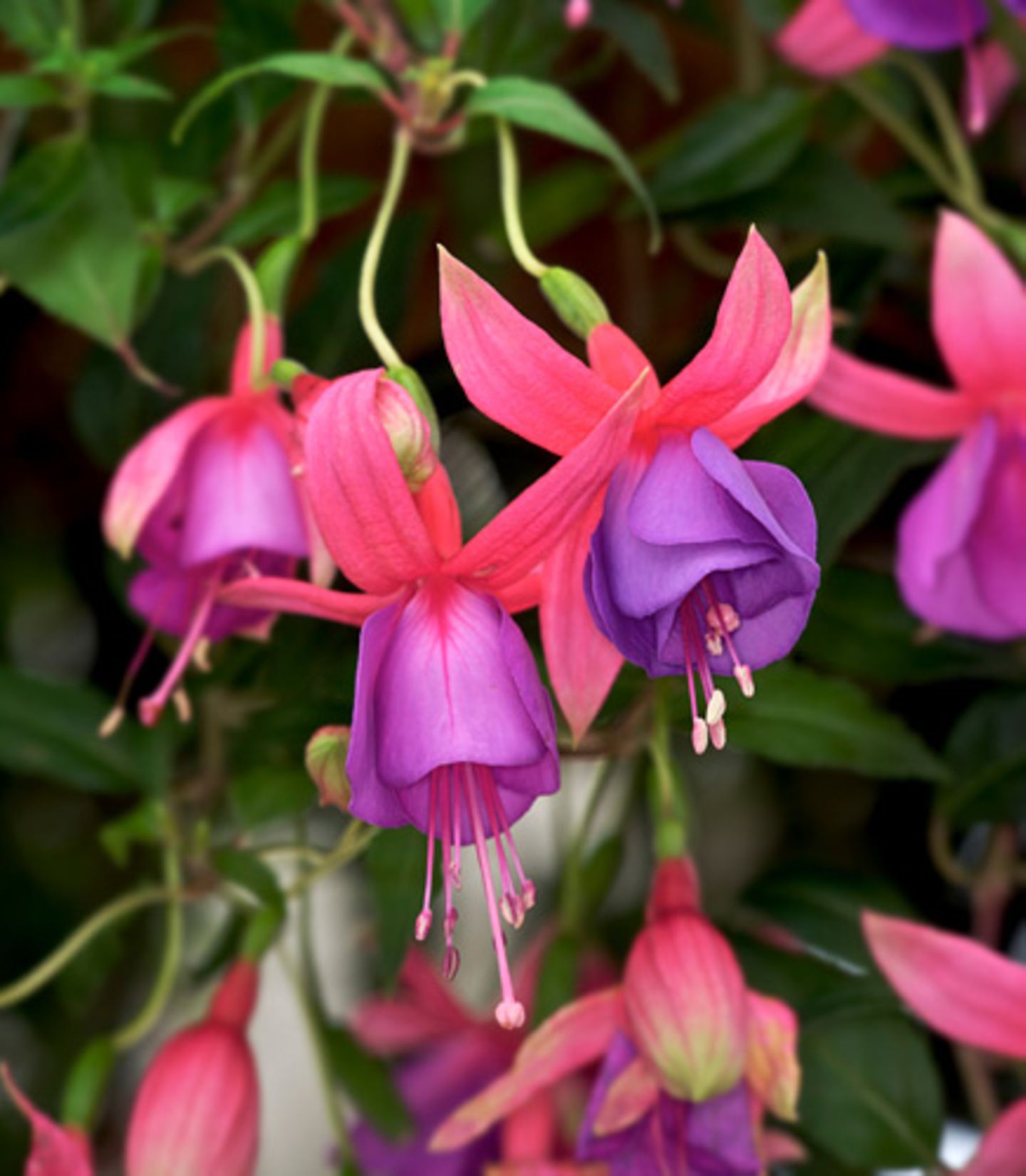 Fuchsien