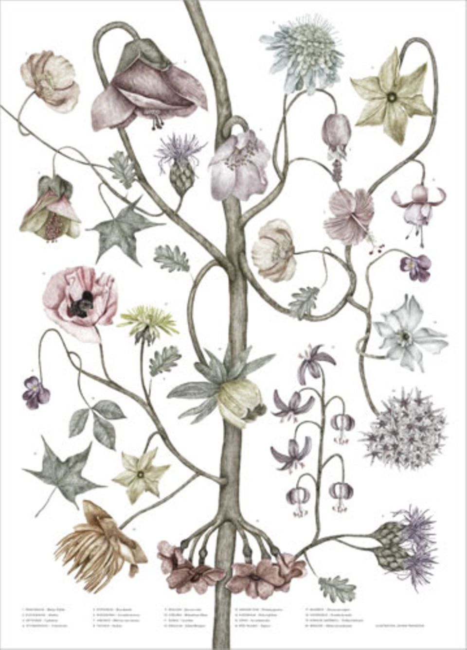 Die detailreichen, verspielten "Herbarium"-Illustrationen der Schwedin Jonna Fransson sind alle handsigniert und nummeriert. "Herbarium Blüte" über Lys Vintage, circa 44 Euro.