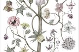 Die detailreichen, verspielten "Herbarium"-Illustrationen der Schwedin Jonna Fransson sind alle handsigniert und nummeriert. "Herbarium Blüte" über Lys Vintage, circa 44 Euro.