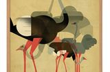 Tiermotive müssen nicht immer niedlich aussehen - diese Strauße aus dem Human Empire Shop kommen sehr kunstvoll daher. "Ostriches Poster" von Dieter Braun, circa 20 Euro.