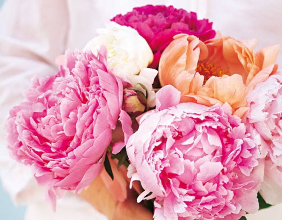 Blumen Pfingstrosen Die Ballköniginnen unter den Blumen BRIGITTE.de