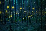 "Enchanted Bamboo Lights"