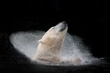 "A polar bear enjoying a bath"
