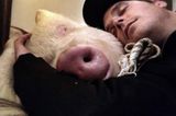 ... das Leben mit Schwein kann sehr ermüdend sein.