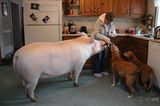 Esthers Papas wurden Veganer und beschlossen, ein Tierheim zu eröffnen.