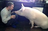 Nach zwei Jahren bei Steve und Derek wog "Minischwein" Esther schon knapp 300 Kilo.