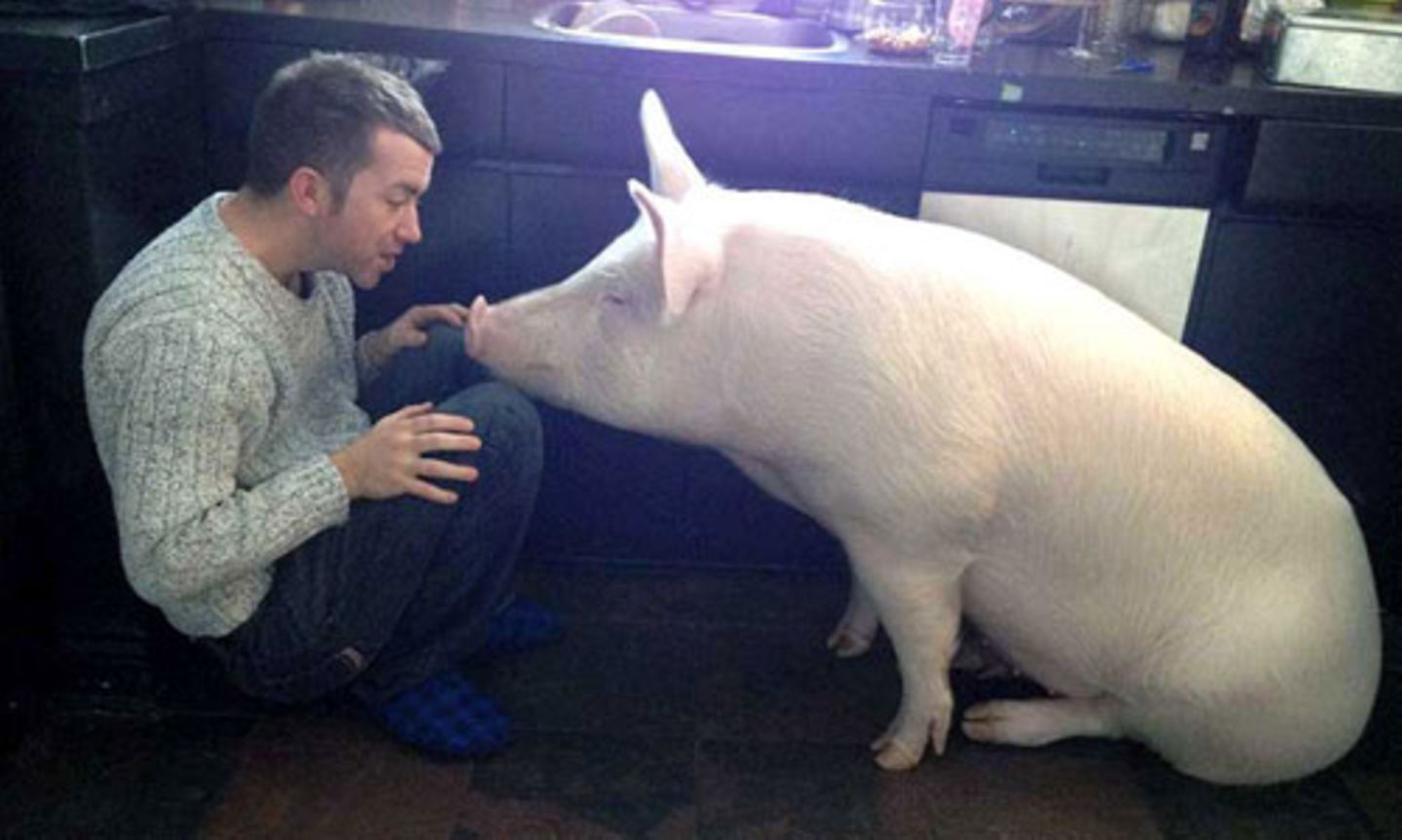 Nach zwei Jahren bei Steve und Derek wog "Minischwein" Esther schon knapp 300 Kilo.