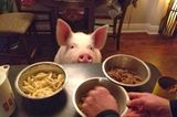 Esther zeigte Steve und Derek, wie klug und freundlich Schweine sind. Die beiden hörten auf, Fleisch zu essen.