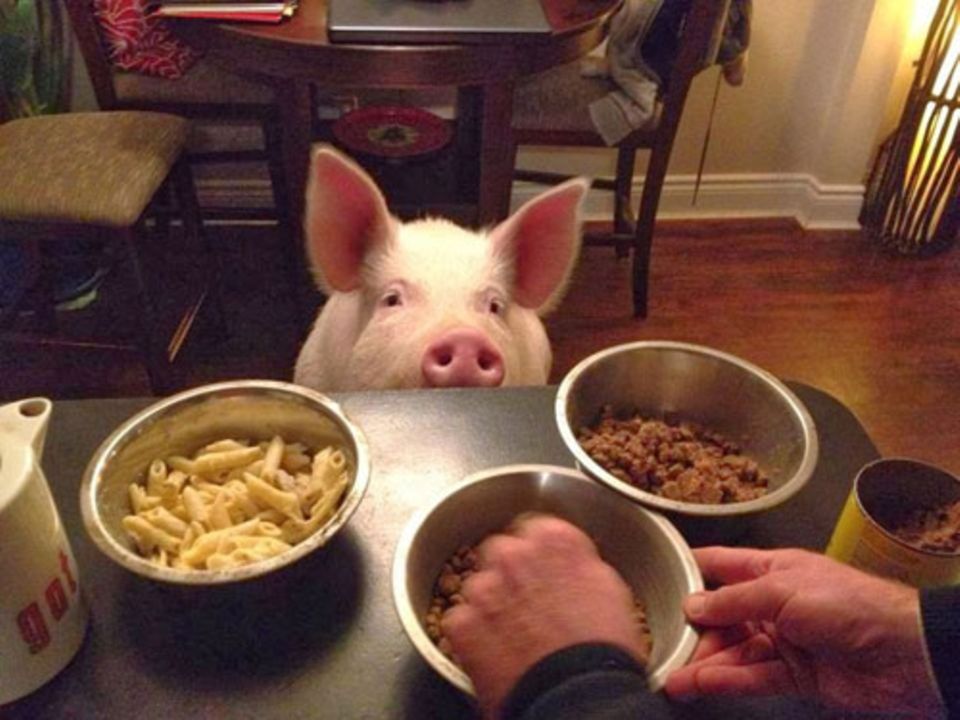 Esther zeigte Steve und Derek, wie klug und freundlich Schweine sind. Die beiden hörten auf, Fleisch zu essen.