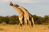 Affenliebe unter Giraffen: In der Kalahari in Botswana sucht eine anlehnungsbedürftige Giraffe Halt bei einem Kollegen.