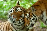 Wenn man auf die geschlossenen Augen blickt, wird wieder klar: Tiger sind irgendwie doch nur sehr, sehr große Katzen.