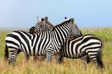 Bei so vielen Streifen ist gar nicht klar, wo ein Zebra anfängt, und das andere aufhört.