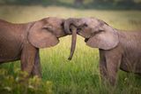 Elefanten können sich nicht im klassischen Sinne umarmen, aber das kriegen sie auch anders hin.